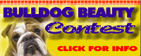 chihuahua beauty contest